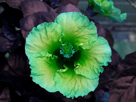 Hibiscus, Longwood Gardens, Imagination IMG_0182 A  Photograph by Roy Kelley using a Canon PowerShot G11 camera.  Roy and Dolores Kelley Photographs Green Hibiscus Flower, Gerbera Plant, Green Hibiscus, Wallpaper Preppy, Tropical Beauty, Hibiscus Plant, Longwood Gardens, Wonderful Flowers, Colorful Plants