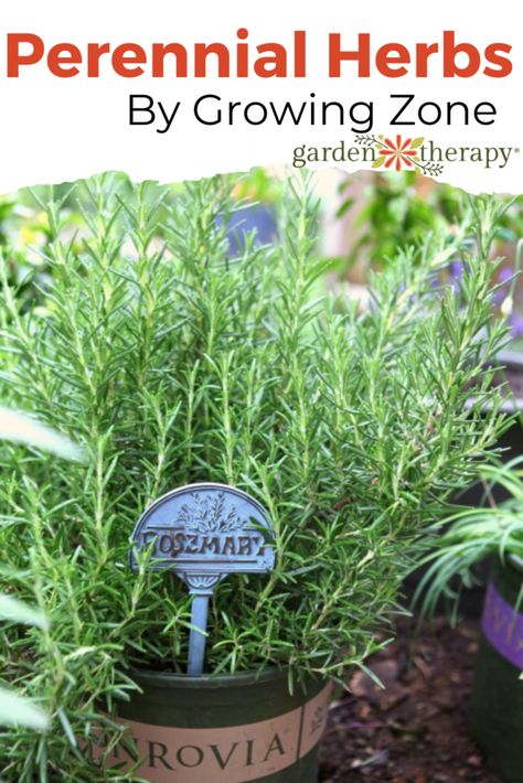 Are herbs perennial? Based on your growing zone, here is a list of herbs you can expect to come back and which ones you’ll say goodbye to. #herbs #herbgarden #gardening #garden #growingzones #gardentherapy Perrenial Herbs, List Of Herbs, Garden Notes, Herbs List, Preserving Herbs, Garden Therapy, Harvesting Herbs, Diy Herb Garden, Pineapple Sage