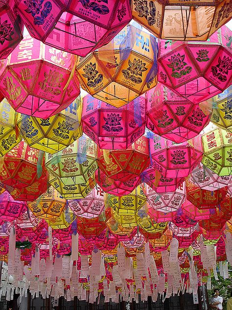 Maybe these are in both North and South Korea, there beautiful. I know they're native to Korea not sure of if its both the North and South though. Korea Travel, Korean Art, Paper Lanterns, Vintage Barbie, 귀여운 동물, Beautiful World, Wonders Of The World, Rainbow Colors, Cartier