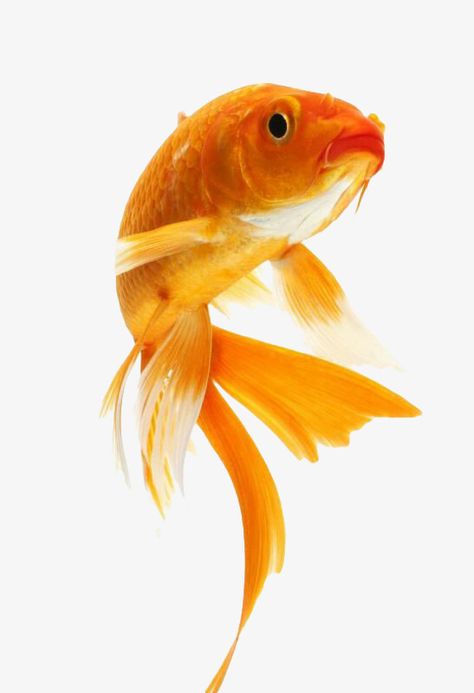 Gold Fish Photography, Fish Pictures Photography, Gold Fish Reference, Fish Images Pictures, Gold Fish Drawing, Pet Goldfish, Fish Images, Fish Pictures, Fish Decor