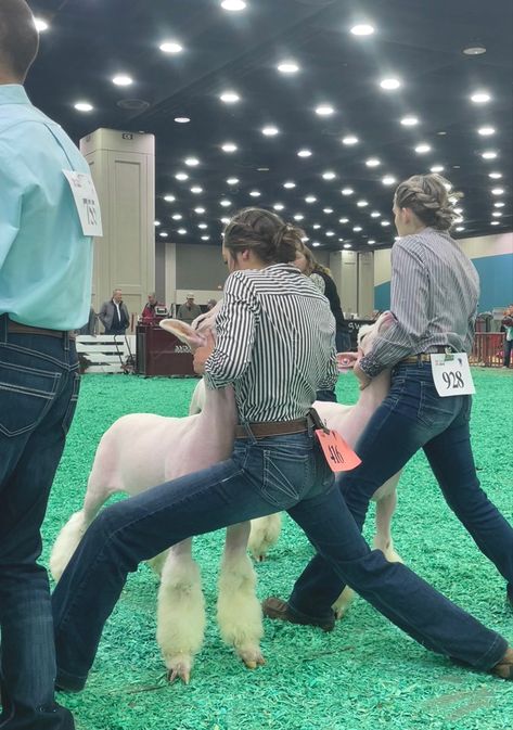 Livestock Showing Hairstyles, Livestock Hairstyles, Showmanship Outfit Livestock, Sheep Showing Outfits, Ffa Show Outfit, Show Outfits Livestock, Showing Livestock Hairstyles, Livestock Show Hairstyles, Livestock Judging Outfits