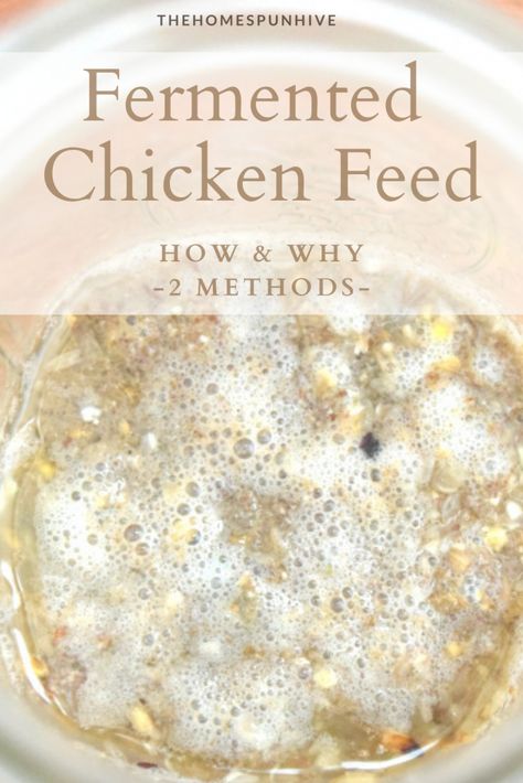 Chicken Feed Recipe, Natural Chicken Feed, Fermented Chicken Feed, Chicken Feed Diy, Fermenting Chicken Feed, Organic Chicken Feed, Food For Chickens, Pet Aesthetic, Portable Chicken Coop