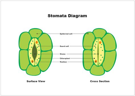 Learning leaves anatomy is very crucial for the students as the whole process of photosynthesis occurs in leaves. The process requires CO2, and in the gaseous exchange, stomata play a crucial role. The given biology diagram example explains stomata's anatomy, which further helps students decipher how gaseous exchange occurs in stomata. Stomata Diagram, Science Illustration Design, Process Of Photosynthesis, Science Diagram, Diagram Ideas, Biology Diagrams, Science Diagrams, Human Organs, Biology Science