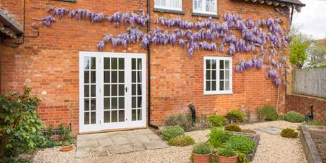 Will a Wisteria damage my house? - Hydrangea Guide Wisteria House, Wisteria On House, Climbing Plants, Low Maintenance, Wisteria, In The Heights, Hydrangea, Garden Landscaping, Soil