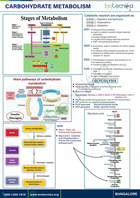 Carbohydrate Metabolism Metabolism Notes Biology, Carbohydrates Biochemistry, Chem Notes, Body Knowledge, Carbohydrate Metabolism, Acetyl Coa, Learn Biology, Human Physiology, Biology Worksheet