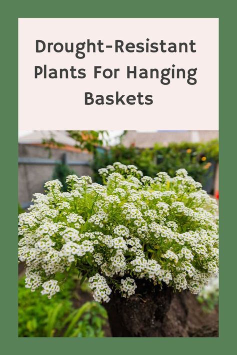 Drought-Resistant Plants for Hanging Baskets Garden Hack, Artificial Hanging Baskets, Hanging Plants Outdoor, Edging Plants, Drought Resistant Plants, Hanging Gardens, Vertical Gardening, Hanging Flower Baskets, Zone 10