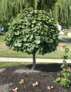 Weeping Rose Tree, Lavender Twist Redbud, Weeping Redbud Tree, Weeping Redbud, Flowers Fade, Spring Flowering Trees, Cercis Canadensis, Weeping Trees, Trees For Front Yard