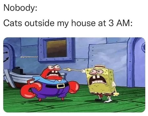 Weather Memes, Funny Weather, Spongebob Funny, Face Swaps, Memes Hilarious, Bad Cats, 3 Am, Spongebob Memes, Spongebob Squarepants