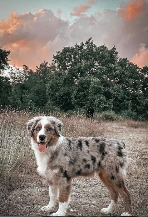 September 2024 Trends, Standard Australian Shepherd, Aesthetic Australian Shepherd, Cute Australian Shepherd Puppies, Australian Shepherd Puppy Aesthetic, Grey Australian Shepherd, Australian Shepherd Haircut Styles, Mini Australian Shepherd Full Grown, Baby Australian Shepherd