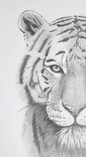 Tiger Art Drawing, Realistic Animal Drawings, Tiger Drawing, Pencil Drawings Of Animals, Drawings Of Animals, Pencil Sketching, Animal Drawings Sketches, Art Drawings Sketches Pencil, Drawing Animals