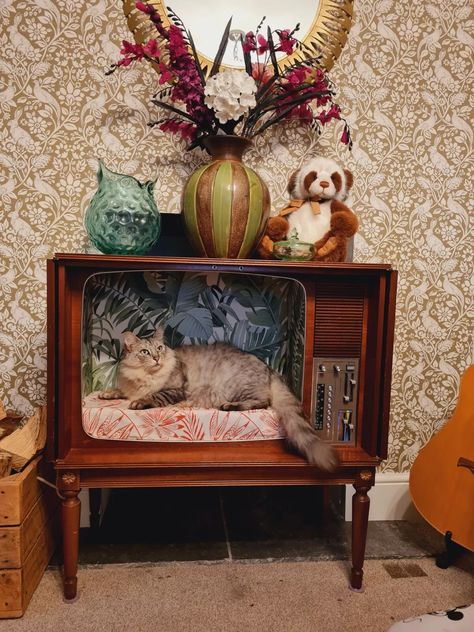 Upcycled Retro Antique TV Cat Bed / Small Dog Bed. | eBay Suitcase Cat Bed, Tv Cat Bed, Suitcase Dog Bed, Wooden Pet Bed, Small Dog Bed, Dog Beds For Small Dogs, Vintage Tv, Pet Furniture, Small Dog