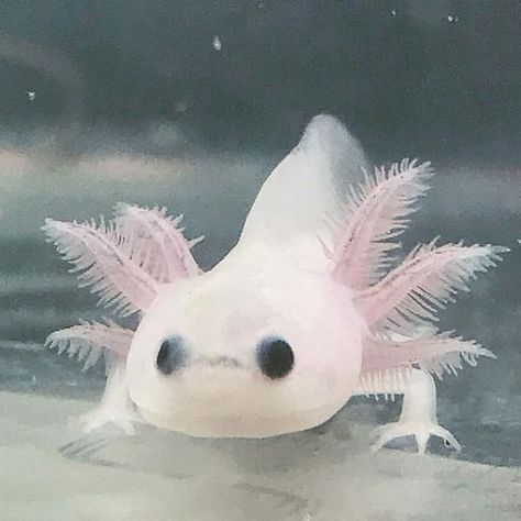 All credit to @cheruwolf⁠ on instagram as the owner of this content. Axolotl Wallpaper, Baby Axolotl, Axolotl Tank, Axolotl Cute, Cute Axolotl, Fish Drawings, Nails For Kids, Wallpaper Cave, Animal Sketches