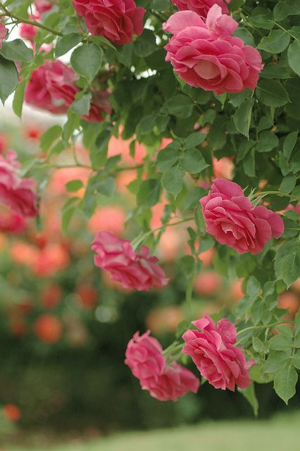 Roses Coming Up Roses, Colorful Roses, May Flowers, Love Rose, Flower Beauty, Beautiful Blooms, Rose Garden, Dream Garden, Love Flowers