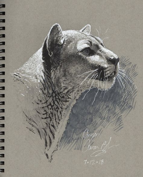 Aaron Blaise on Twitter: "From my demo on YouTube Live today.… " Animals Sketches, Aaron Blaise, Animal Sketch, Character Drawings, Animal Illustration Art, Eagle Art, Animal Artwork, Big Cats Art, Animal Character