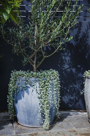 Olive Tree Landscape, Olive Trees Landscape, Olive Trees Garden, Olivier En Pot, Tree Garden Design, Balkon Decor, Balcony Planters, Potted Plants Outdoor, Plants Growing