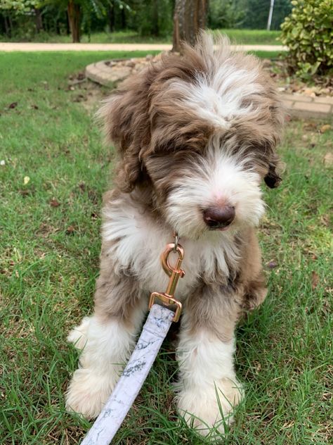 Aussiedoodle Aesthetic, Ausidoodle Puppies, Brown Bernedoodle, Aussiedoodle Full Grown, Aussie Labradoodle, Toy Aussiedoodle, Aussie Doodle Puppy, Aussie Doodle, Mini Aussiedoodle