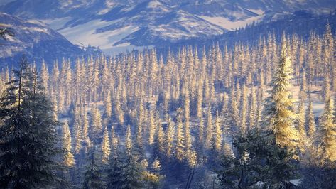 #golden #pinetree #forest in the #taiga ! #warm and #cold feeling at once! #landscape #photography #virtuallife Fantasy Taiga Landscape, Taiga Aesthetic, Taiga Landscape, Taiga Forest, Fantasy World Map, Snowy Forest, Nordic Countries, Fantasy Places, Fantasy World