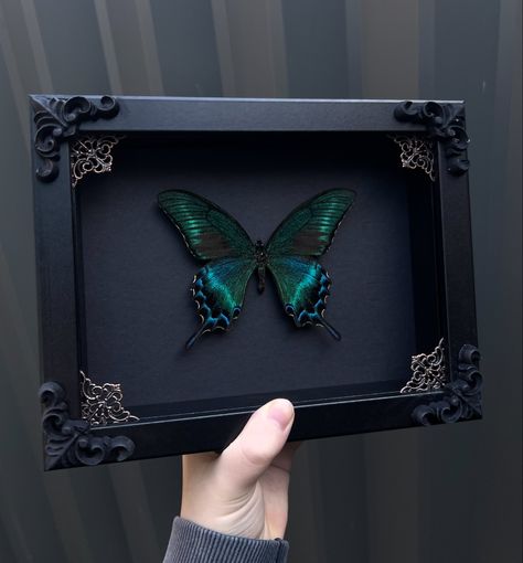 SOLD: Alpine Black Swallowtail in Black Shadowbox Frame. This was a last minute design but I’m surprised it sold so quick 😅❤️ . . . #smallbusiness #handmade #art #artist #butterfly #curio #curios #butterflies #insect #insects #entomology #oddity #oddities #curiosities #curiosity #odditiesandcuriosities #taxidermy #shadowbox #frame #goth #gothic #gothaesthetic #aesthetic #gothicart #decor #gothdecor #crowcore #black #green #bugs Oddities Aesthetic, Taxidermy Bugs, Butterfly Taxidermy Art, Entomology Decor, Taxidermy Insects, Bug Taxidermy, Gothic Frame, Curio Collection, Entomology Art