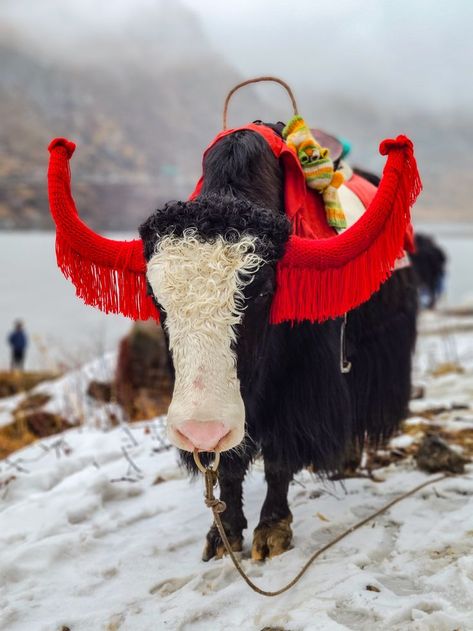 Did you know that you can go on a Yak Safari in Sikkim at just INR 499 to visit the Tsomgo and Dzongri Lakes? Book your trip with us today and witness the stunning Sikkim while you take a picture with these cuties at the Tsomgo Lake. DM us to know more... #mytravlution #sikkim #sikkimdiaries #sikkimtourism #sikkimadventures #sikkimtrip #northsikkim #sikkimphotography #sikkim_diaries #sikkimese #sikkimtravel #sikkimdiaries❤ #eastsikkim #southsikkim #sikkimstories #sikkimlove #travelindia Gangtok Sikkim, Nepal Flag, Weather In India, Backpacking India, Valley Of Flowers, Gangtok, Mountain City, Dental Kids, India Culture