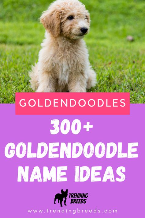 Picking a Goldendoodle puppy is hard enough...then you have to choose the perfect name for them. It can be a lot. We've done the work for you! We share tips for generating your own name ideas and have included OVER 300 Goldendoodle names for you, They're organized by size and popular colors. Come check it out! Cute Golden Doodle Names, Golden Doodle Puppy Names, Goldendoodle Names Female, Goldendoodle Tips, Doodle Tips, White Goldendoodle, Labradoodle Mini, Goldendoodle Names