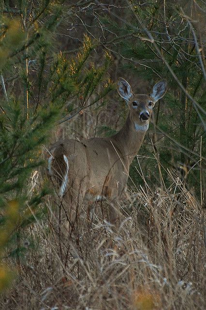 White Tail Deer Whitetail Deer Pictures, White Tailed Deer, White Tail Deer, Moose Deer, White Clover, Deer Photos, Deer Pictures, Amazing Animal Pictures, Forest And Wildlife