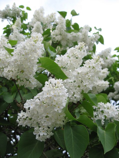 Full Sun Flowers, Lilac Bouquet, Syringa Vulgaris, Lilac Tree, White Lilac, Nothing But Flowers, Garden Pictures, Lilac Flowers, Flower Lights