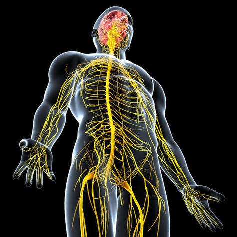 Sensory Nerves, Peripheral Nervous System, Peripheral Nerve, Muscles In Your Body, Nerve Damage, Spinal Cord, Central Nervous System, Hip Flexor, Human Brain