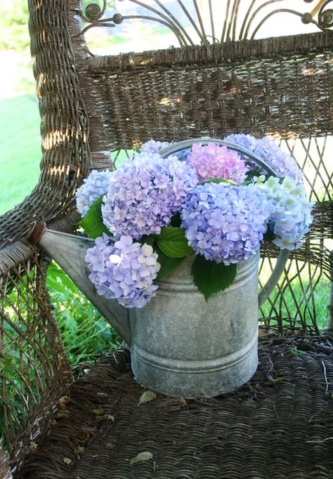 Hydrangea Cottage, Hydrangea Bush, Hydrangea Arrangements, Peonies And Hydrangeas, Hydrangea Garden, Planting Hydrangeas, Watering Cans, Country Gardening, Garden Gates