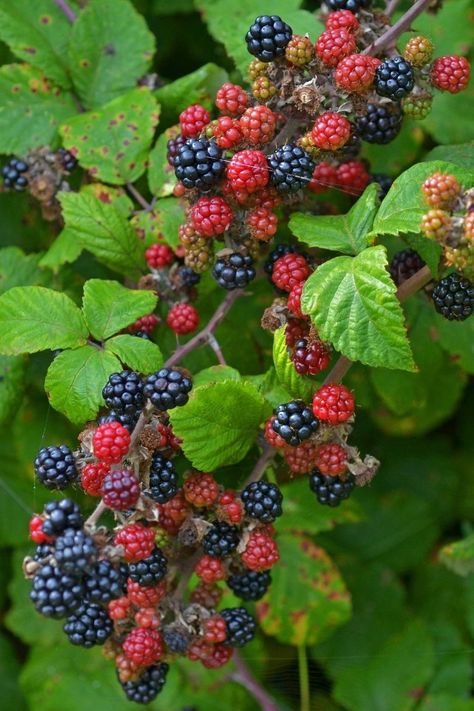 Blackberries Aesthetic, Gardening Dress, Types Of Berries, Landscape Garden Design, Vegetable Pictures, Dress Garden, Growing Fruit Trees, Fruit Photography, Garden Design Plans