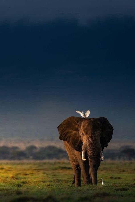 THE BEAUTY OF NATURE IN AFRICA | ‘An elephant does not limp when walking on thorns.’ | Facebook Amboseli Kenya, Elephant Anatomy, African Wildlife Photography, Elephant Canvas Art, Elephant Photography, Elephant Wallpaper, Elephants Photos, Nature Tour, Big Animals