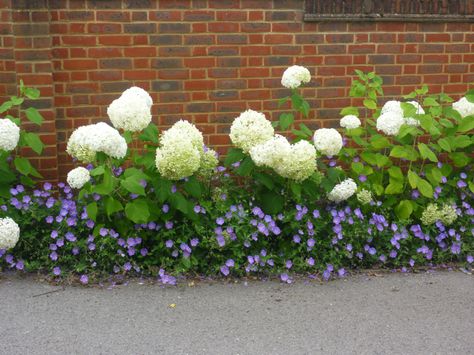 Seen at one of my wholesale nurseries - Hydrangea Annabel underplanted with blue Geranium Rozanne Geranium, Growing Geraniums, Blue Geranium, Geraniums Garden, Geranium Rozanne, Hydrangea Landscaping, Geranium Plant, Garden Flower Beds, Front Landscaping