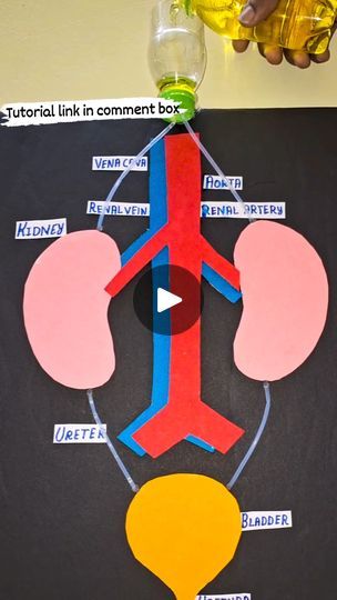 Kidney Working Model, Excretory System Projects, Excretory System Model, Biology Crafts, Kidney Project, Kidney Model, Science Project Working Model, Neuron Model, Human Body Systems Projects