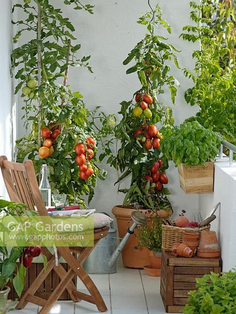 Balcony garden with container plantings of tomatoes 'Sportivo F1', Basil 'Großer Grüner Genoveser' and Capsicum Apartment Vegetable Garden, Plants Around Pool, Patios Ideas, Basil Garden, Balcony Herb Gardens, Pool Garage, Small Garden Layout, Modern Garden Landscaping, Patio Gardening