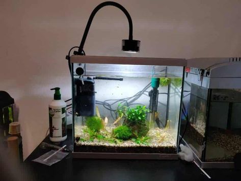 Will Aquarium Plants Grow Under LED Lights – The Answer – Aquarium Genius Corner Aquarium, Aquarium Led, Led Aquarium Lighting, Turn It Off, Diy Aquarium, Aquarium Plants, Fish Care, Aquarium Lighting, Plant Lighting