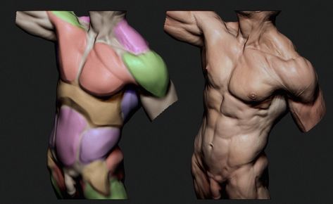 ArtStation - Figure Sculpting Timelapse [Zbrush] Zbrush Anatomy, Figure Sculpting, Zbrush Character, Anatomy Sketches, Body Anatomy, 3d Artist, Zbrush, Art Reference Photos, Sculptor