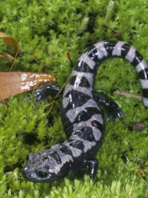 NC State Salamander, the marbled salamnder Marbled Salamander, Reptiles And Amphibians, Amphibians, Reptiles, North Carolina, Travel Usa, Marble, Animals