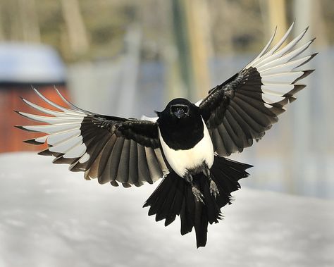 Magpie flying Magpie Reference, Magpie Flying, Magpie Wings, Magpie Art, Vogel Tattoo, Wings Drawing, Iconic Images, Amazing Photos, Reference Photos