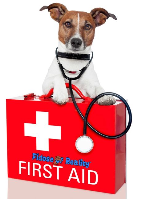 First Aid For Dogs, Danny Dog, First Aid Tips, Dog Info, Disaster Preparedness, Pet Hacks, Aid Kit, Animal Hospital, Emergency Kit