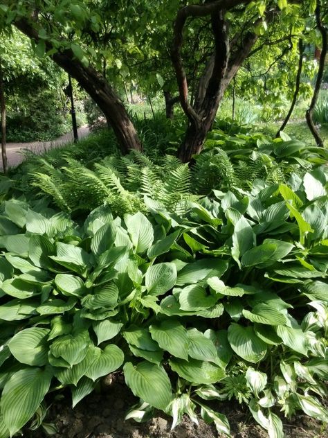 Ferns Under Trees, Hostas Under Trees, Ferns Garden, Tree Fern, Garden Inspo, Tree Base, Bedding Plants, Apple Tree, Shade Garden