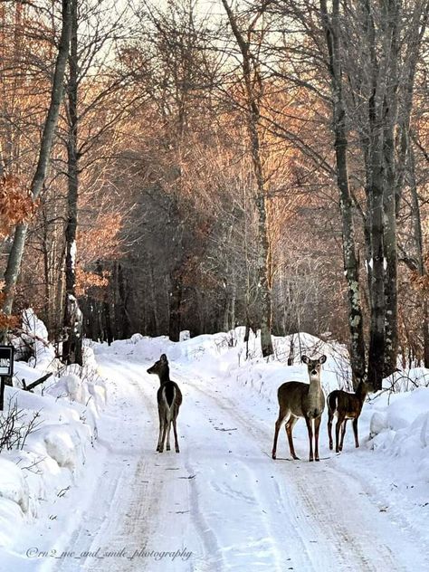 Chetek,Wisconsin. Stockholm Aesthetic, Camera Cutout, The Best Wallpapers, Trendy Fits, I Love Winter, Winter Love, Food Bank, Winter Magic, Winter Scenery