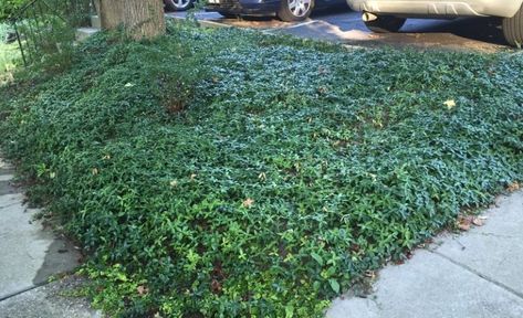 Periwinkle along parking lot in Maryland Periwinkle Ground Cover, Perennial Ground Cover, Vinca Minor, Ground Covers, Invasive Plants, Front Landscaping, Herbaceous Perennials, Garden Yard Ideas, Large Planters