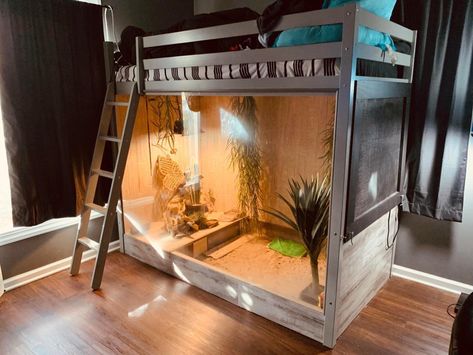 MorphMarket - Ultimate bunk bed enclosure! 🔥 Credit:... | Facebook Tegu Enclosure, Bed Enclosure, Iguana Cage, Snake Enclosure, Gecko Terrarium, Reptile Room, Pet Enclosure, Reptile Enclosure, Crested Gecko