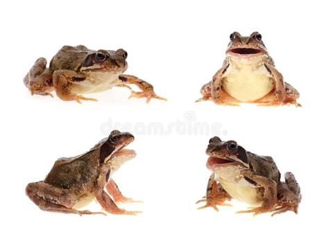 Frog Open Mouth, Frog Profile, Frog Photo, Common Frog, Felt Ideas, Creepy Crawlies, Shadow Puppets, Green Frog, Frog And Toad