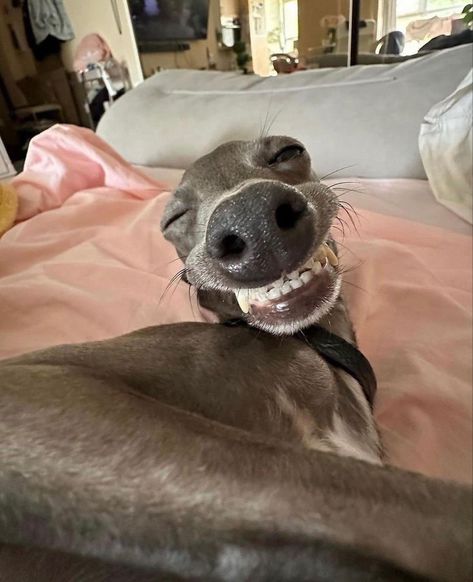 Greyhounds Funny, Italian Greyhound Puppies, Greyhound Puppy, Change Your Mood, Goofy Dog, Cute Animals Puppies, Funny Pets, Grey Hound Dog, Silly Dogs