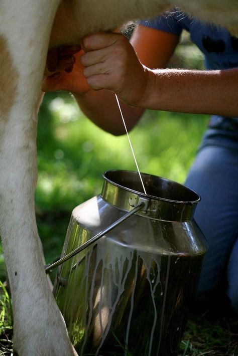 Hand Milking Cows, Milk Cow Aesthetic, Milking A Cow, Milking Cow, Milking Cows, Morning Chores, Cow Milking, Farmer Life, Cows Milk