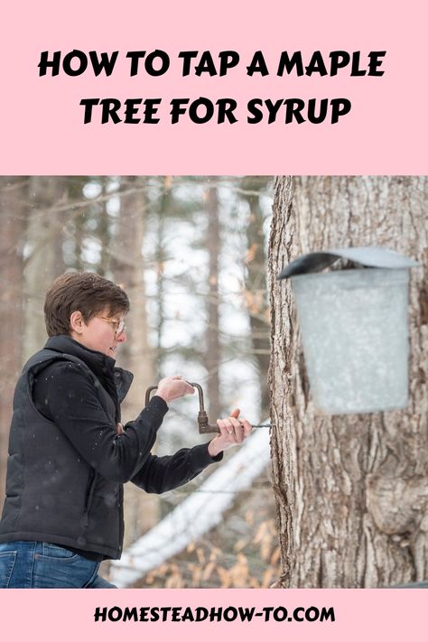 So You’ve decided that you’re going to make maple syrup on the homestead for the first time this year. You’ve identified your maples but don’t know how to tap a maple tree. Not to worry. Homestead Planning, Tapping Maple Trees, Gardening Trends, The Homestead, Maple Tree, Family Organizer, Autumn Garden, Hydroponics, Don T Know