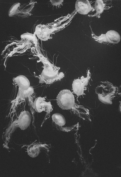 grayscale photography of jelly fish photo – Free Painting Image on Unsplash Black And White Jellyfish Wallpaper, Black Jellyfish Wallpaper, Black And White Jellyfish, Black N White Wallpaper, Jellyfish Images, Grayscale Photography, Jellyfish Photo, White Jellyfish, Jellyfish Pictures