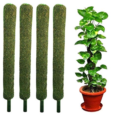 Buy Live-Plants Moss Sticks for Plants | 2ft Natural Green Moss Pole for Indoor or Outdoor Climbing Plants Like Money Plant or Outdoor Vail (Set of 4 Pieces x 2 feet) Online at Low Prices in India - Amazon.in Moss Pole, Money Plant, Outdoor Climbing, Climbing Plants, Live Plants, Indoor Plants, Climbing, Garden Decor, Decor Ideas