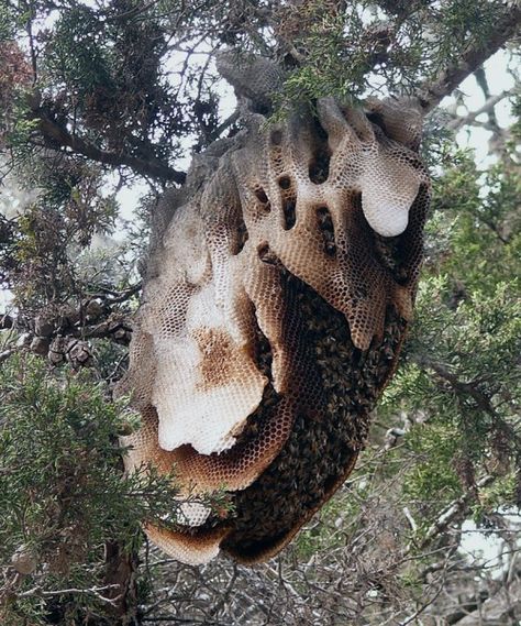 Likeafieldmouse: Wild Honeycomb Bee Nest, Wild Bees, Bee Swarm, I Love Bees, Bee Hives, Bees And Wasps, Open Communication, Wild Honey, Child Rearing