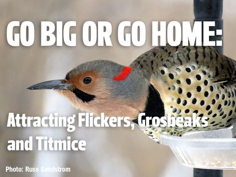 Go Big or Go Home: Attracting Grosbeaks, Flickers and Titmice - All Seasons Wild Bird Store Wild Birds Backyards, Minnesota Birds, Northern Flicker, Bird Accessories, Sunflower Hearts, Black Capped Chickadee, Go Big Or Go Home, The Pines, Feeding Station